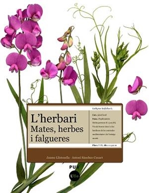 HERBARI, L' -MATES HERBES I FA | 9788447531905 | LLISTOSELLA, JAUME/SÀNCHEZ-CUX
